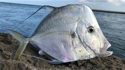 Lookdown fish .